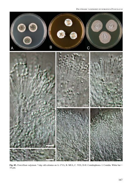 Polyphasic taxonomy of Penicillium subgenus Penicillium A ... - CBS