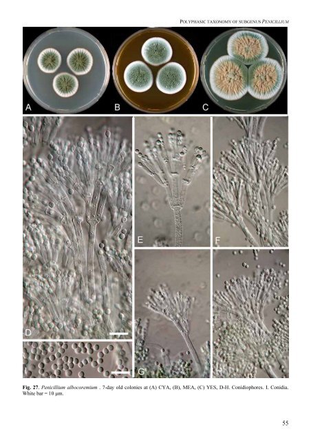 Polyphasic taxonomy of Penicillium subgenus Penicillium A ... - CBS