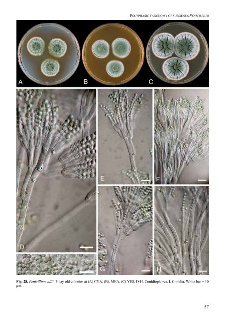 Polyphasic taxonomy of Penicillium subgenus Penicillium A ... - CBS