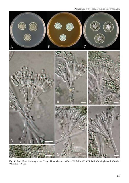 Polyphasic taxonomy of Penicillium subgenus Penicillium A ... - CBS