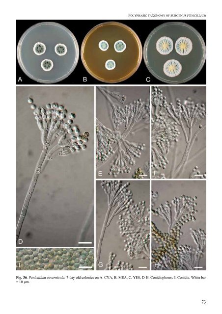 Polyphasic taxonomy of Penicillium subgenus Penicillium A ... - CBS