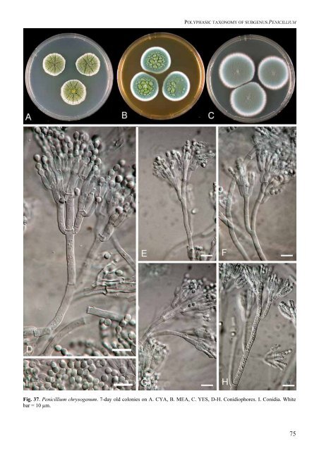 Polyphasic taxonomy of Penicillium subgenus Penicillium A ... - CBS