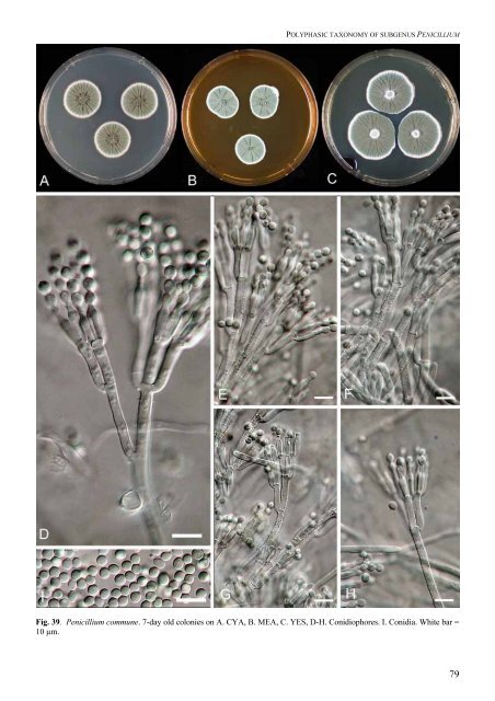 Polyphasic taxonomy of Penicillium subgenus Penicillium A ... - CBS