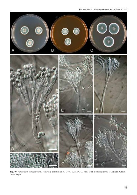 Polyphasic taxonomy of Penicillium subgenus Penicillium A ... - CBS