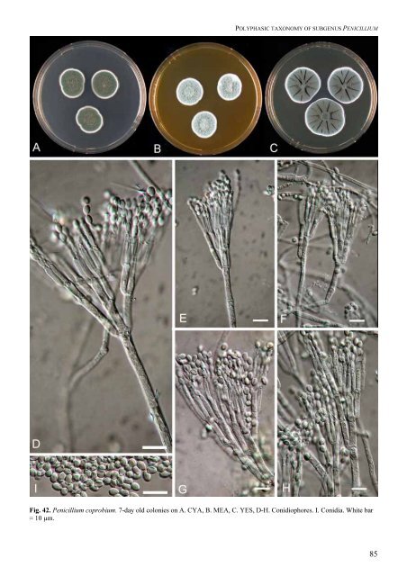 Polyphasic taxonomy of Penicillium subgenus Penicillium A ... - CBS