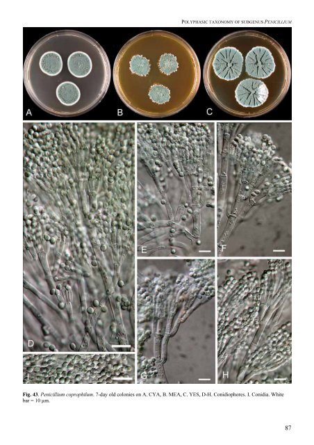 Polyphasic taxonomy of Penicillium subgenus Penicillium A ... - CBS