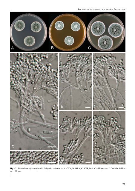 Polyphasic taxonomy of Penicillium subgenus Penicillium A ... - CBS