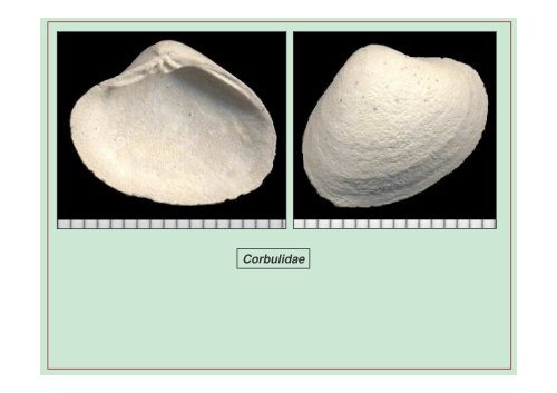 Planches d'identification des fossiles de La Chapelle en Serval