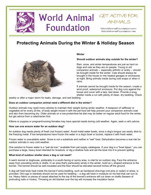 Protecting Animals During the Winter & Holiday Season Protecting Animals During the Winter & Holiday Season