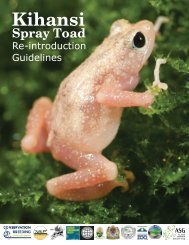 Kihansi Spray Toad Re-introduction Guidelines - Amphibian ...