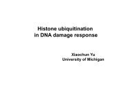 Histone ubiquitination in DNA damage response