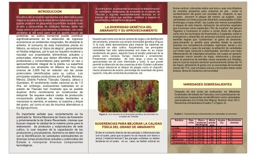 variedades sobresalientes de amaranto en el estado de tlaxcala