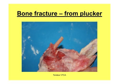 Carcass abnormalities in broilers: Ib i an Iberian case - WPSA