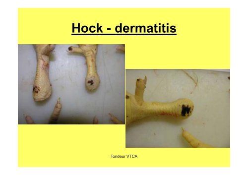 Carcass abnormalities in broilers: Ib i an Iberian case - WPSA