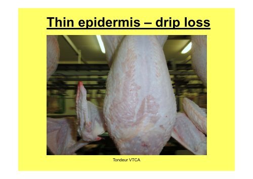 Carcass abnormalities in broilers: Ib i an Iberian case - WPSA