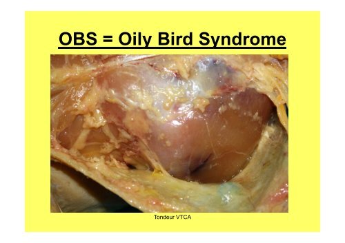 Carcass abnormalities in broilers: Ib i an Iberian case - WPSA