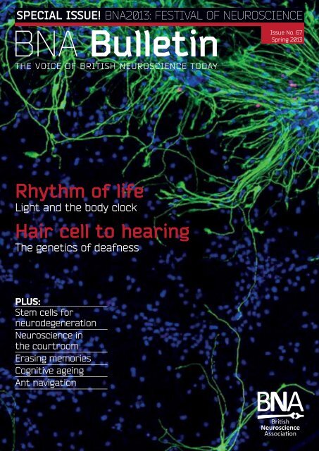 Issue 67 - British Neuroscience Association