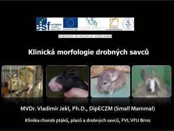 KlinickÃ¡ morfologie â savci