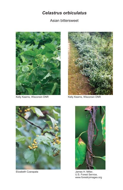 A guide to nonnative invasive plants inventoried in the north by ...