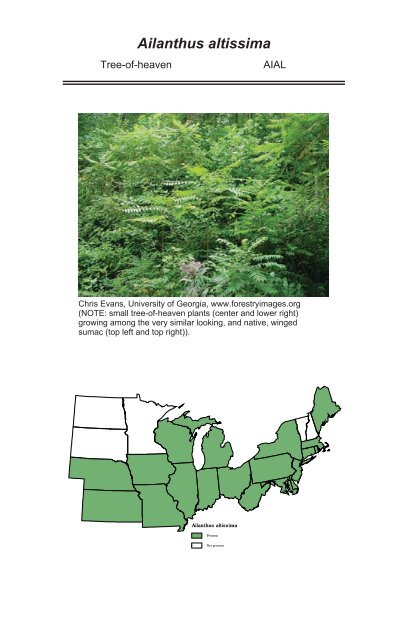 A guide to nonnative invasive plants inventoried in the north by ...