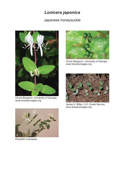 A guide to nonnative invasive plants inventoried in the north by ...