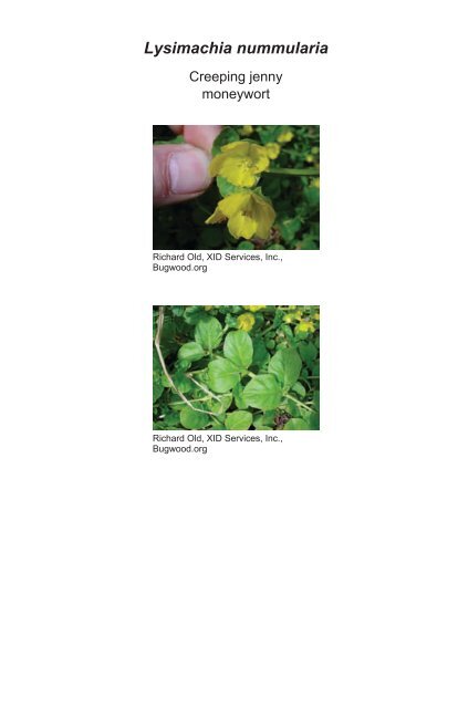 A guide to nonnative invasive plants inventoried in the north by ...