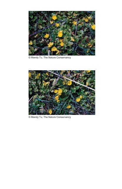 A guide to nonnative invasive plants inventoried in the north by ...