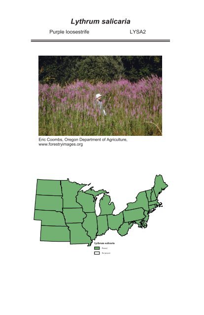 A guide to nonnative invasive plants inventoried in the north by ...