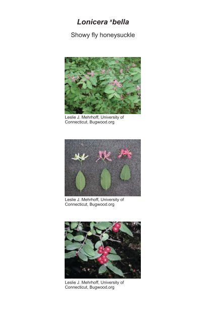 A guide to nonnative invasive plants inventoried in the north by ...