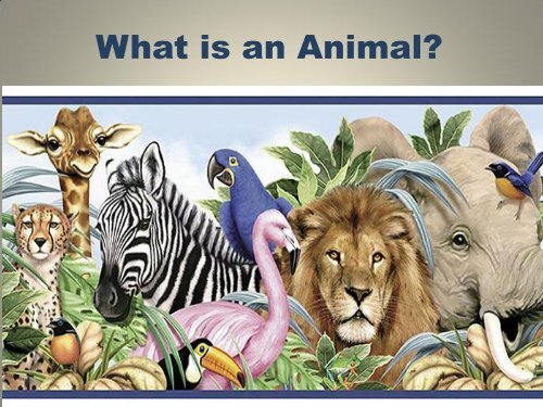 What is an Animal PPt