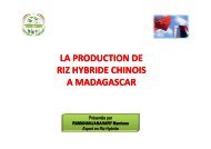 riz hybride - Groupement SRI Madagascar