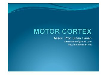 Primary motor cortex
