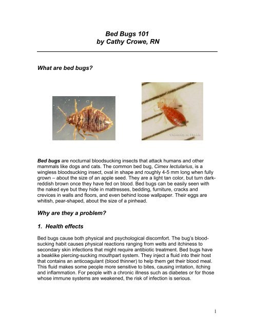 Bed Bugs 101 by Cathy Crowe, RN