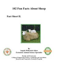 102 Fun Facts About Sheep - Florida A&M University