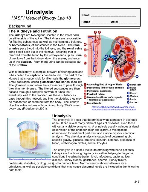 18 Urinalysis - Student.pdf - haspi