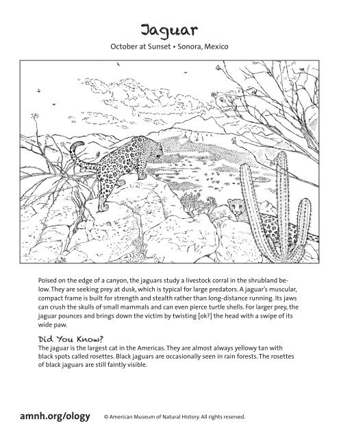 Coloring Book - American Museum of Natural History