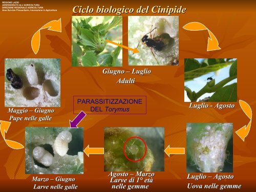 Presentazione-Cinipide-16marzo - Agricoltura - Regione Lazio