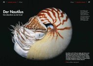 Der Nautilus - Taucher Revue