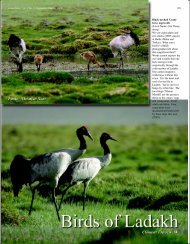 Black-necked Crane Grus nigricollis (Local Name ... - Indian Birds