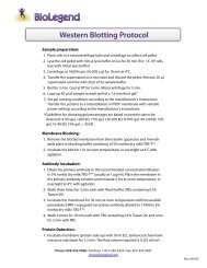 Western blotting - BioLegend