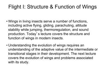 Flight I: Structure & Function of Wings - Biology Courses Server