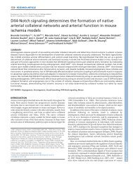 Dll4-Notch signaling determines the formation of native arterial ...