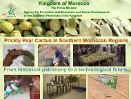 Kingdom of Morocco Prickly Pear Cactus in Southern Moroccan ...