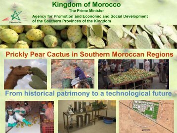 Kingdom of Morocco Prickly Pear Cactus in Southern Moroccan ...