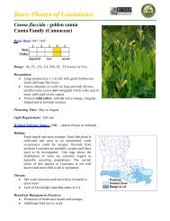 Canna flaccida - Louisiana Department of Wildlife and Fisheries