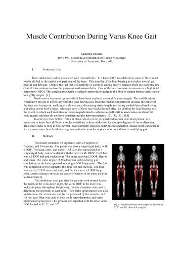 Muscle Contribution During Varus Knee Gait - Reinbolt Research ...