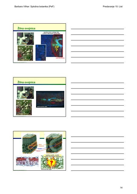 Primarni vegetativni organi semenk List