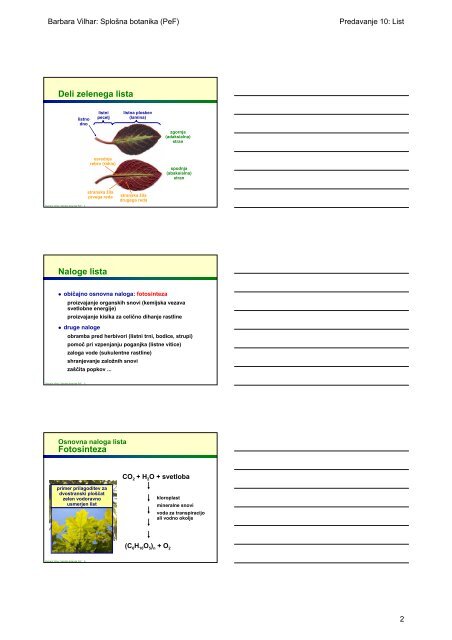 Primarni vegetativni organi semenk List
