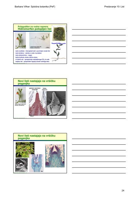 Primarni vegetativni organi semenk List