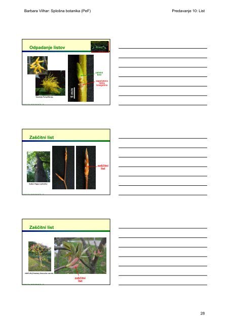 Primarni vegetativni organi semenk List